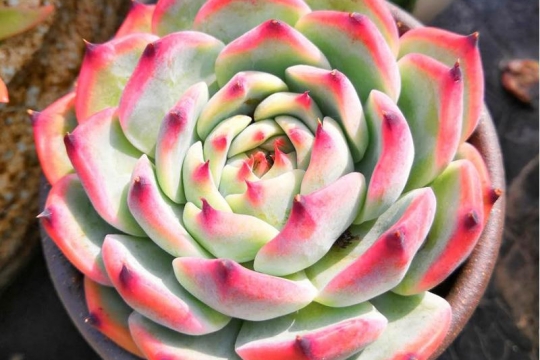 绿植
